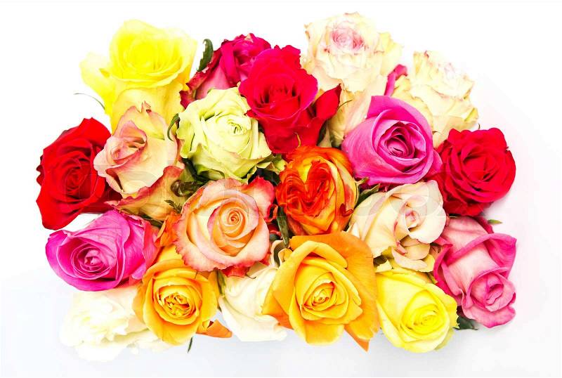 [تصویر:  1563347-802921-colorful-roses-beautiful-...-white.jpg]