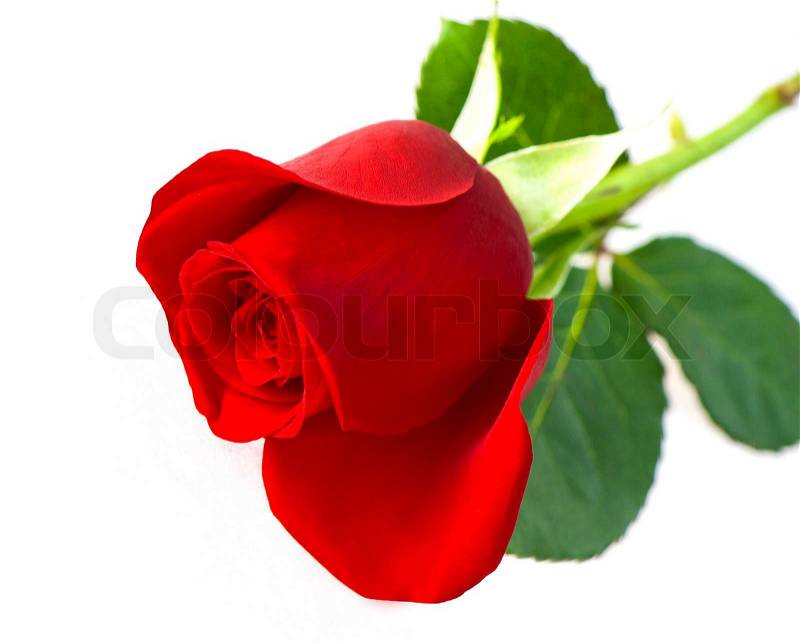 red rose flower background. Image of #39;Single red rose