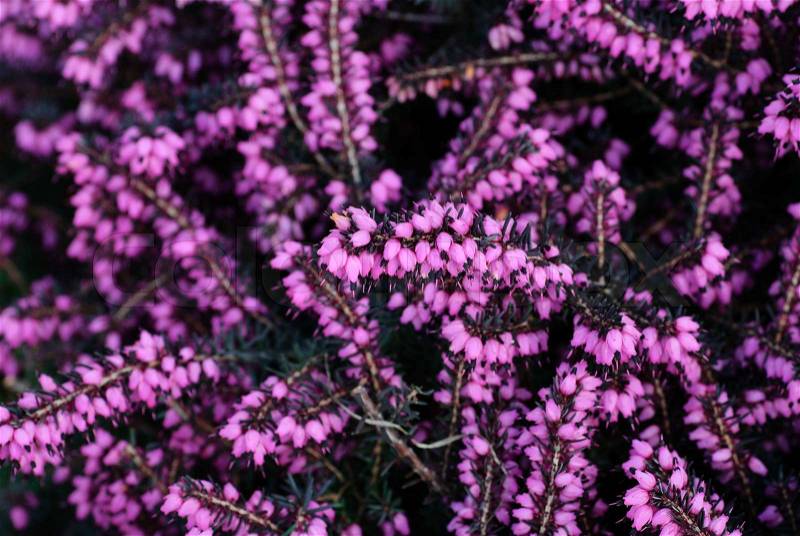 Heather Flowers on Different Heather Flowers Close Up Flower Background  Shallow Deep Of