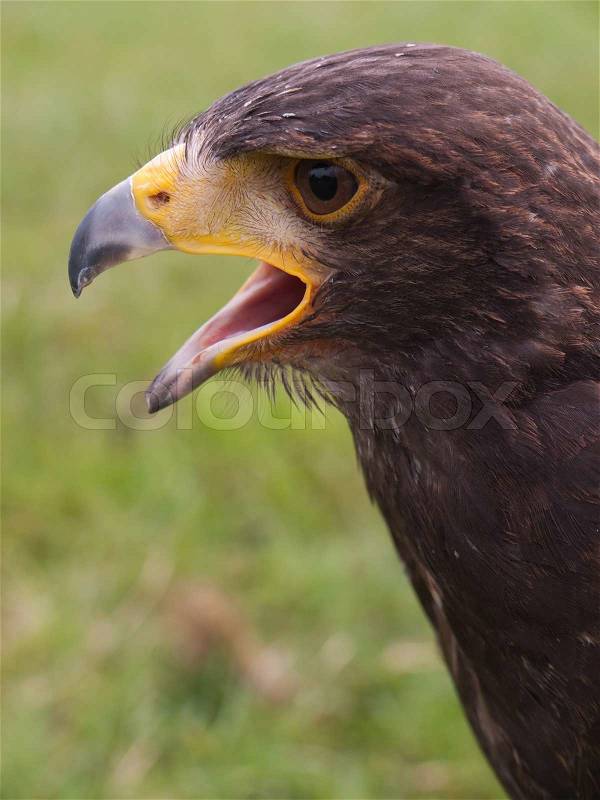 Falcon Beak