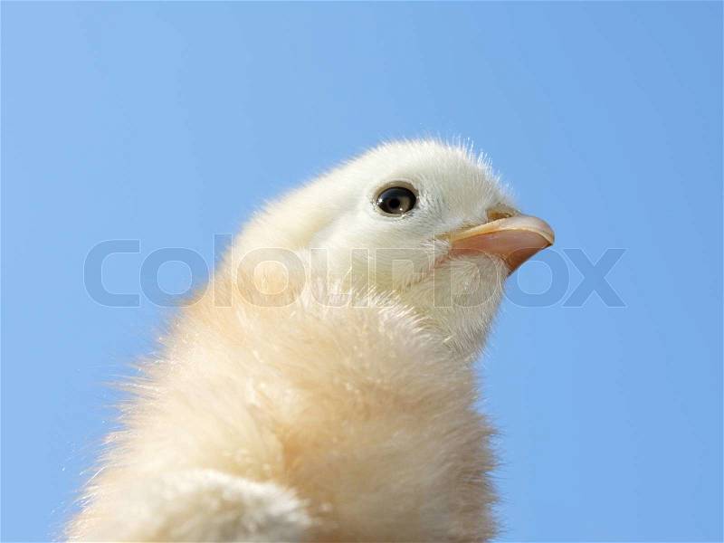 light yellow background. Image of #39;Small light yellow chicken on a ackground of blue sky#39;