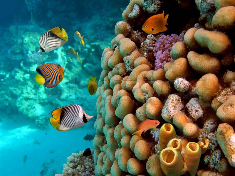 Tube Corals