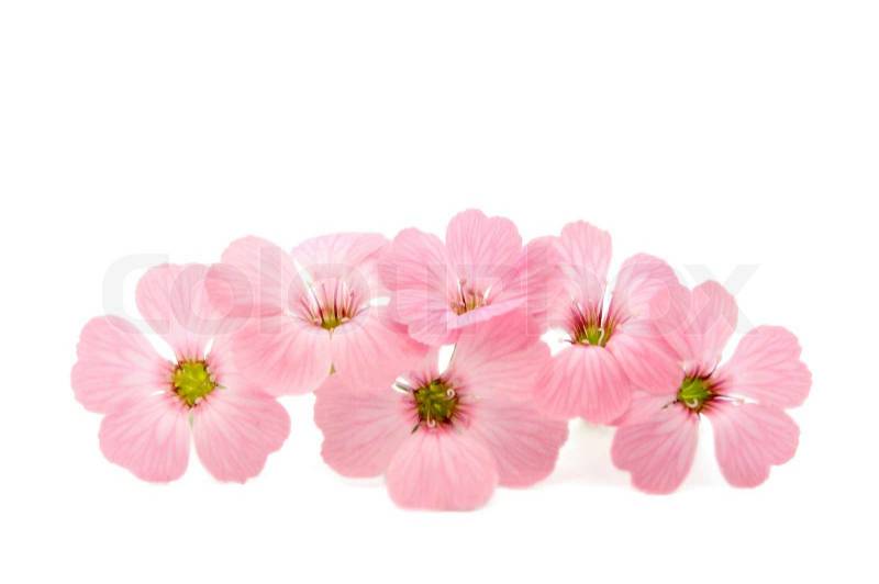http://www.colourbox.com/preview/1930756-338517-delicate-pink-flowers-on-a-white-background.jpg