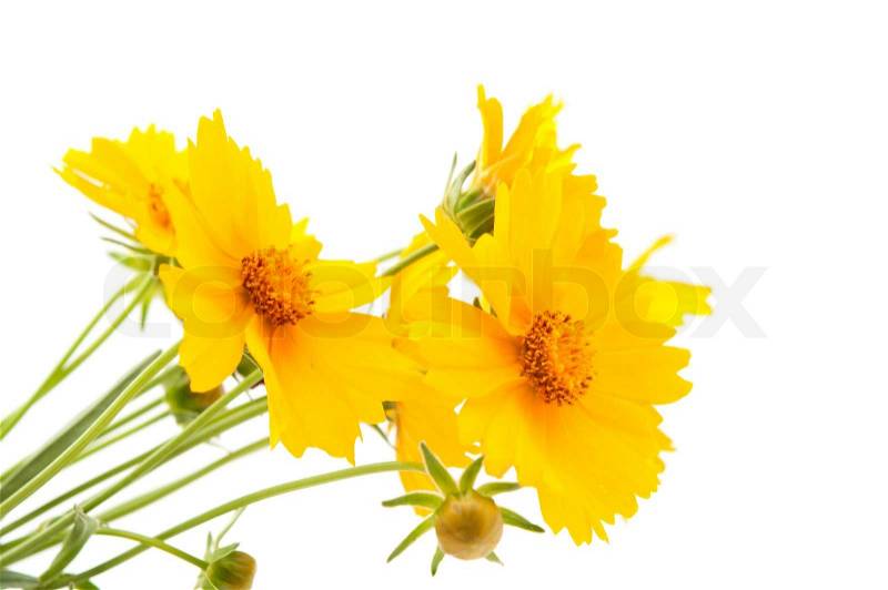 http://www.colourbox.com/preview/2029136-736066-meadow-yellow-flower-on-a-white-background.jpg