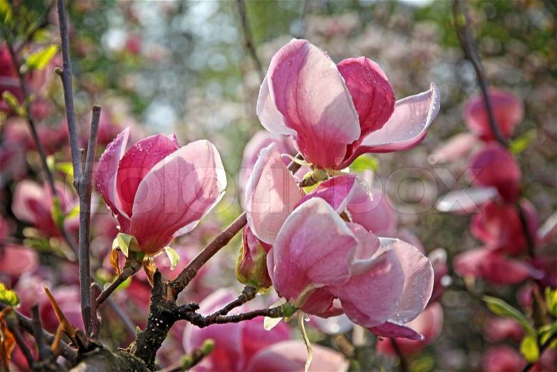 Magnolia Flower Picture on Stock Image Of  Pink Magnolia Flowers On A Branch