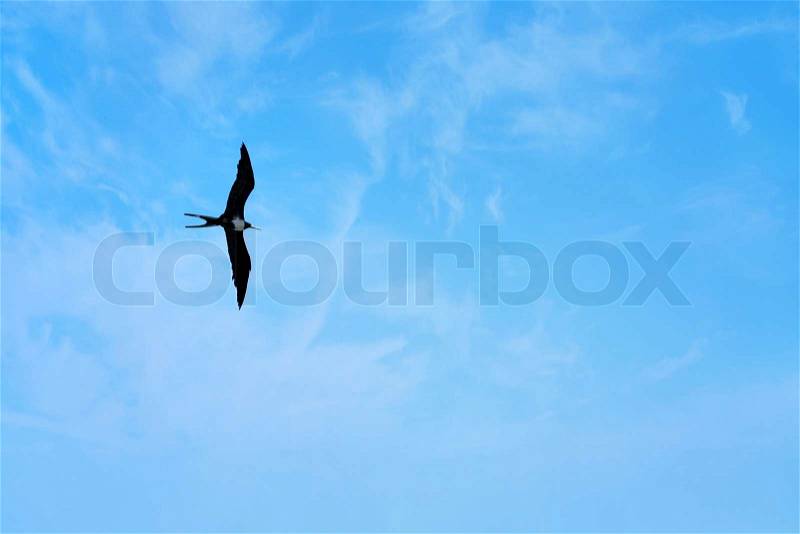 Tropical Birds Flying on Frigate Bird Flying Through The Sky High Above The Tropical Sea