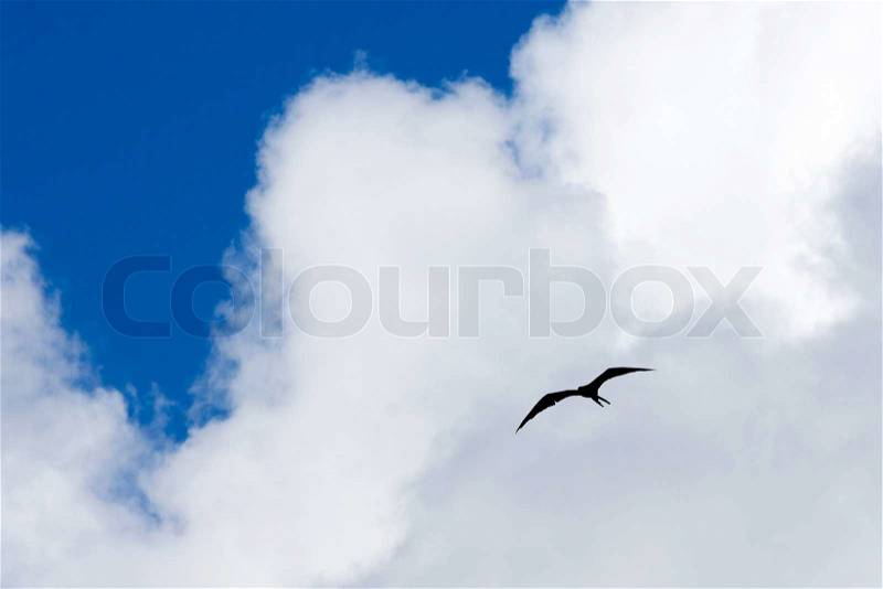 Tropical Birds Flying on Caribbean Frigate Bird Flying Through The Sky High Above The Tropical