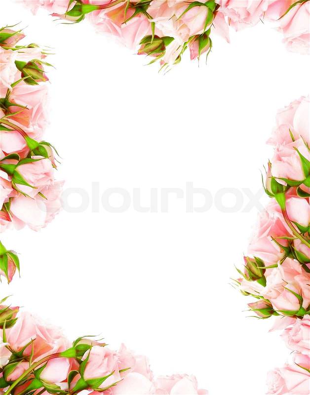 White Flower on Image Of  Fresh Pink Roses Frame Border Isolated On White Background