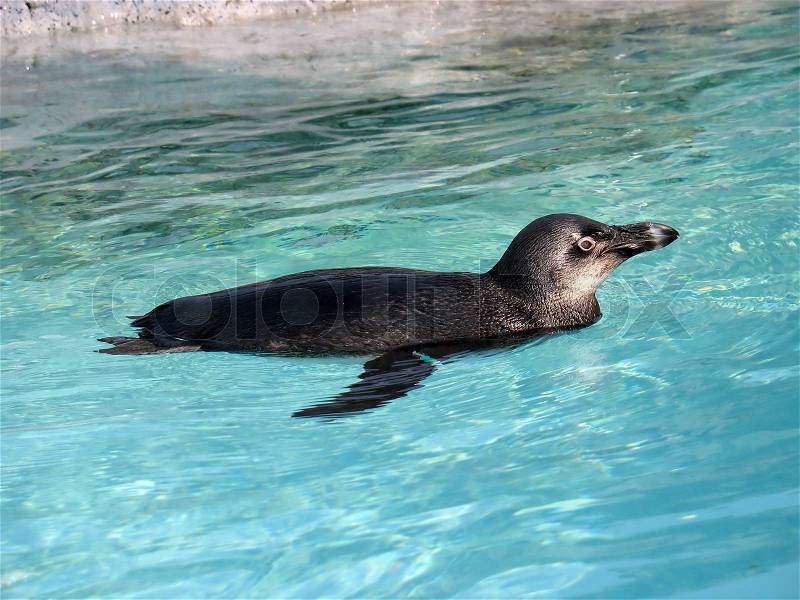 cartoon penguin swimming