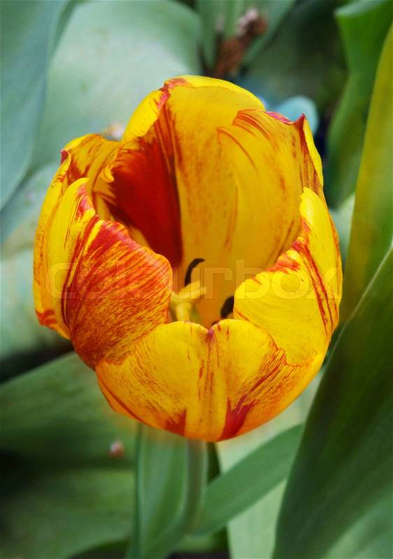 Tulip Flower Picture on Stock Image Of  Red Yellow Striped Tulip Flower  From Above