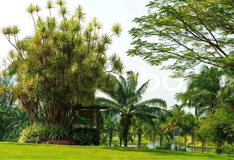 Free Palm Tree on Colourbox Browse Nature Tree Palm Tree Image 2579321 Need Help Email