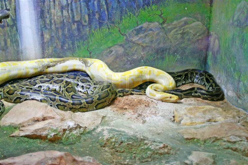Stock image of 'Colorful python snakes in the zoo'