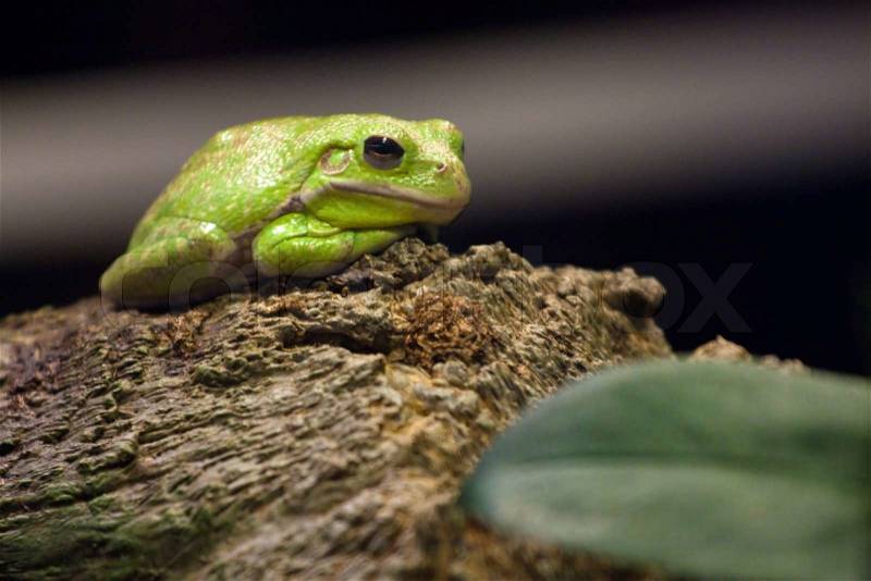 [http://www.colourbox.com/preview/2699956-317297-a-cute-little-slimy-green-tree-frog-sitting-on-a-logshallow-depth-of-field.jpg]