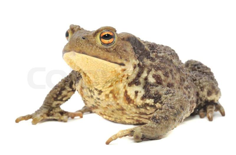 Frog Brown