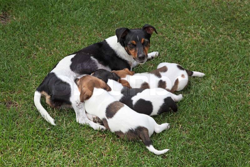 Feeding Puppies on Stock Image Of  Jack Russel Terrier Feeding Three Puppies