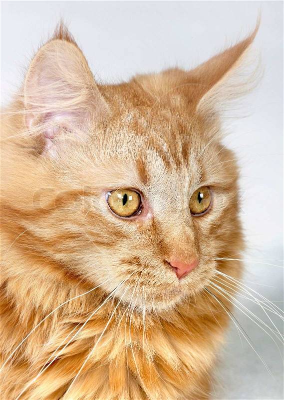 of a red Maine Coon kitten