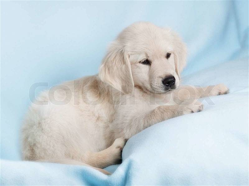 3051643-483599-beautiful-small-puppy-on-blue-background-golden-retriever.jpg
