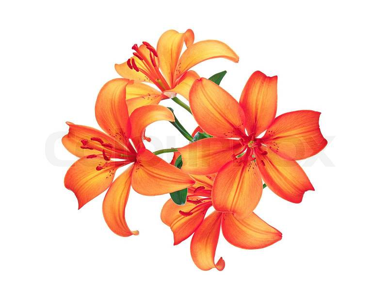 http://www.colourbox.com/preview/3072743-823867-beautiful-red-lily-flowers-isolated-on-white-background.jpg