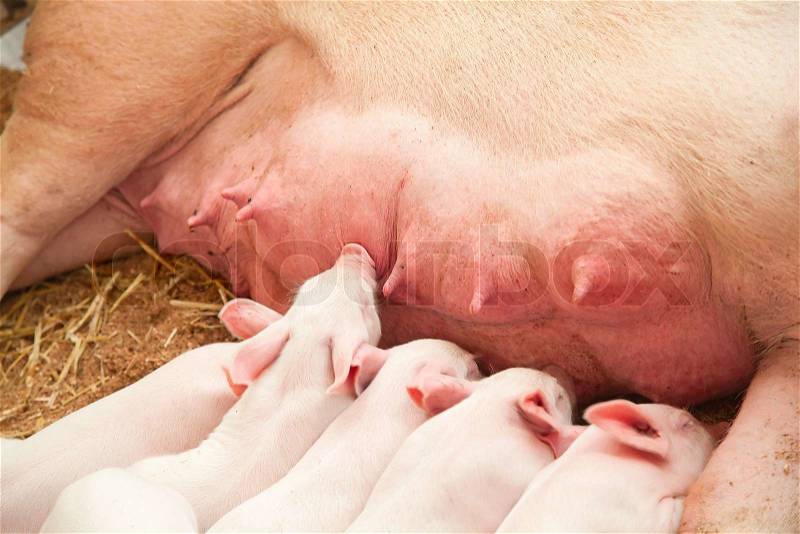 3129933-756916-young-pigs-sleeping-in-the-barn.jpg
