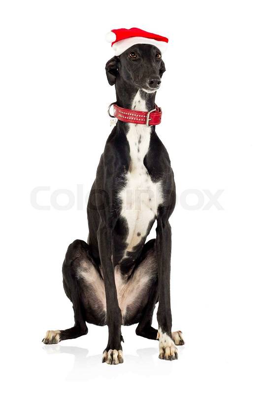 Greyhound dog in Christmas hat, 18 months old, sitting in front of white background | Stock ...