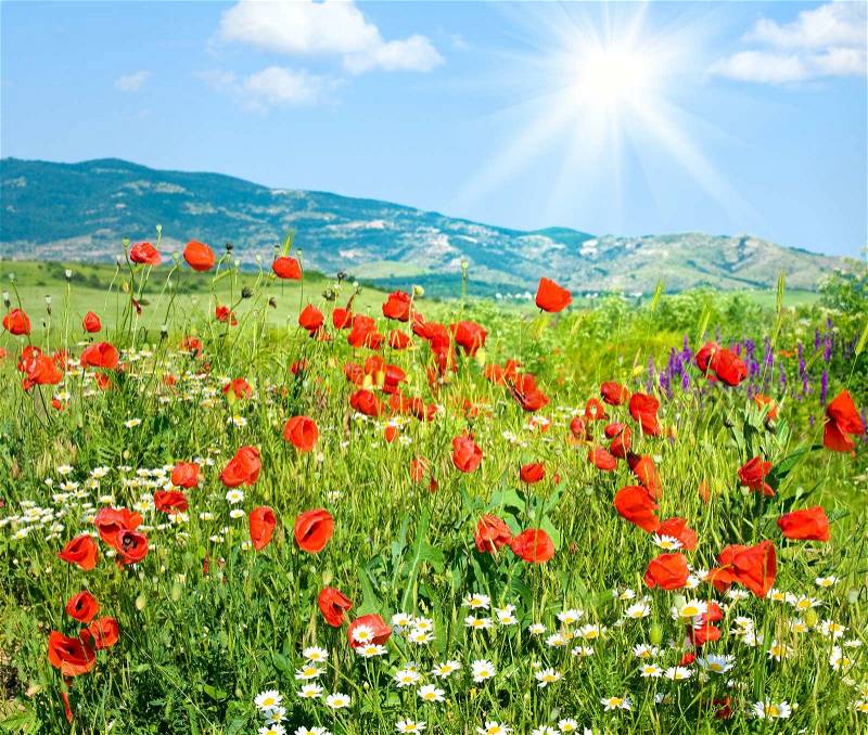 Flower  on Stock Image Of  Beautiful Summer Mountain Landscape With Red Poppy And