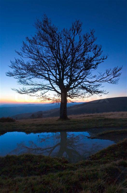 Stock image of 'Lonely autumn naked tree on night mountain hill top in last sunset light and its reflection in a puddle'