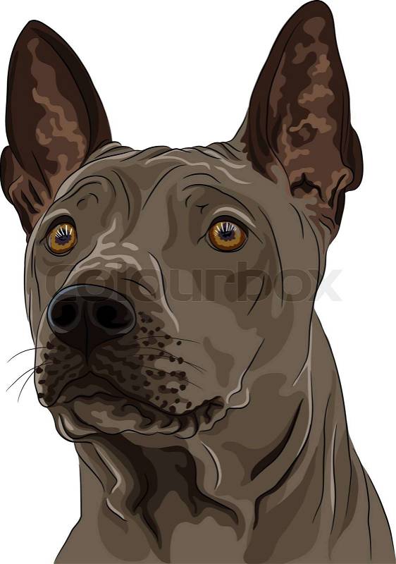 ... vector of 'closeup color sketch Thai Ridgeback Dog 