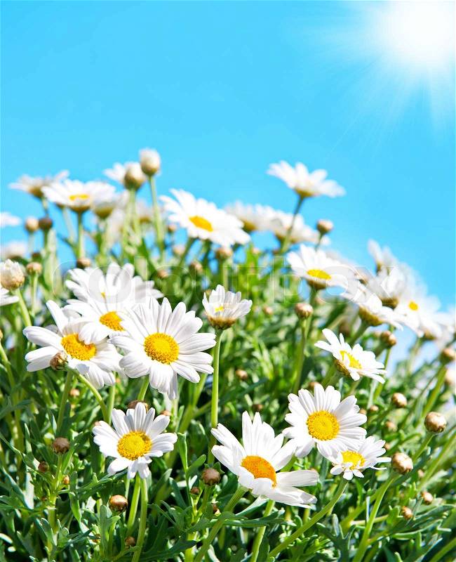 Stock image of 'daisy flowers on sunny blue sky'