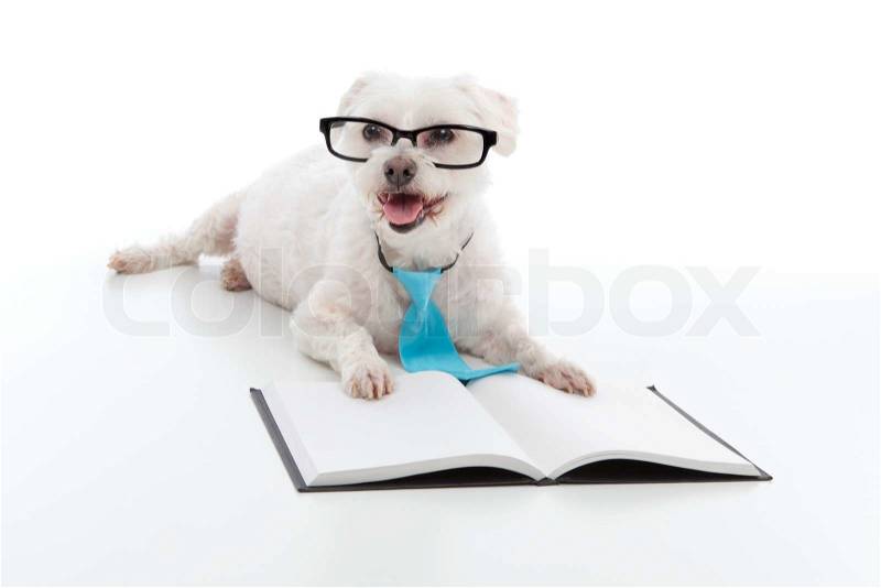 puppy dog training
 on Stock image of 'Dog Puppy Education Training'