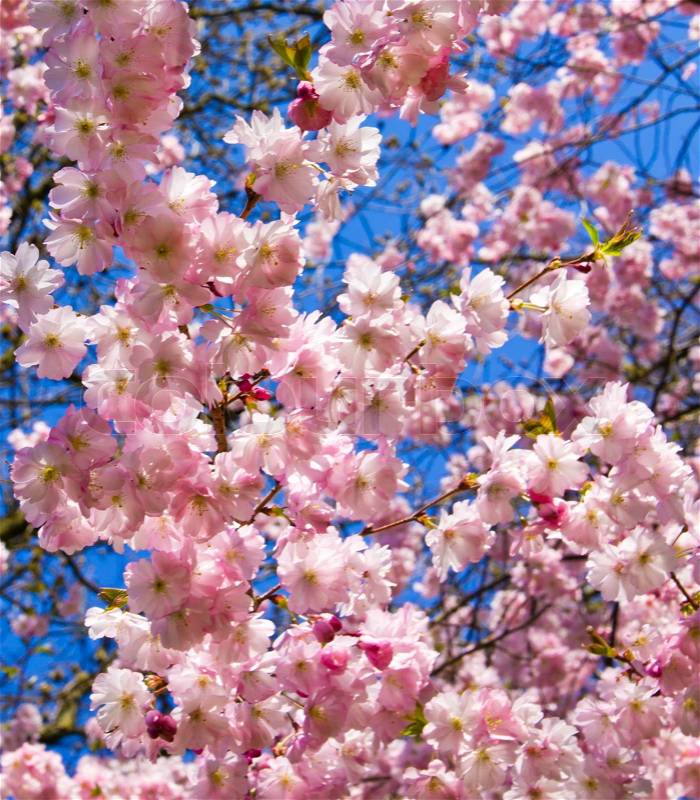 Bonsai Tree Seeds on Japanese Cherry Blossom Tree For Sale  1
