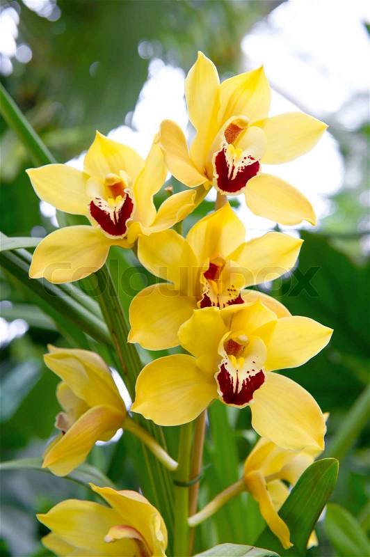 Exotic Orchid Flower With Green Tropical Plants Stock