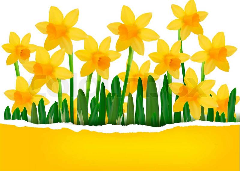 http://www.colourbox.com/preview/3882623-141561-yellow-spring-flower-background-with-ripped-paper.jpg