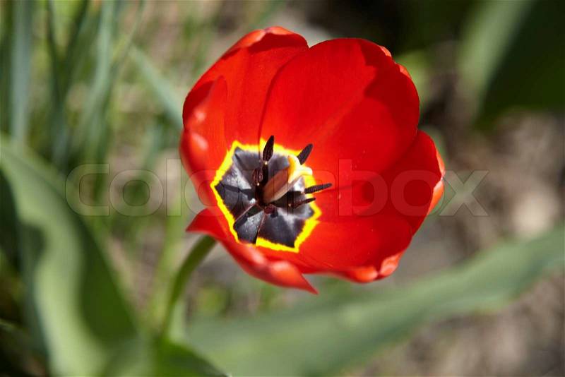 Tulip Flower Picture on Stock Image Of  Red Tulip Flower
