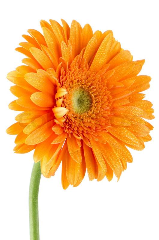 Picture Daisy Flower on Stock Image Of  Orange Gerbera Daisy Flower