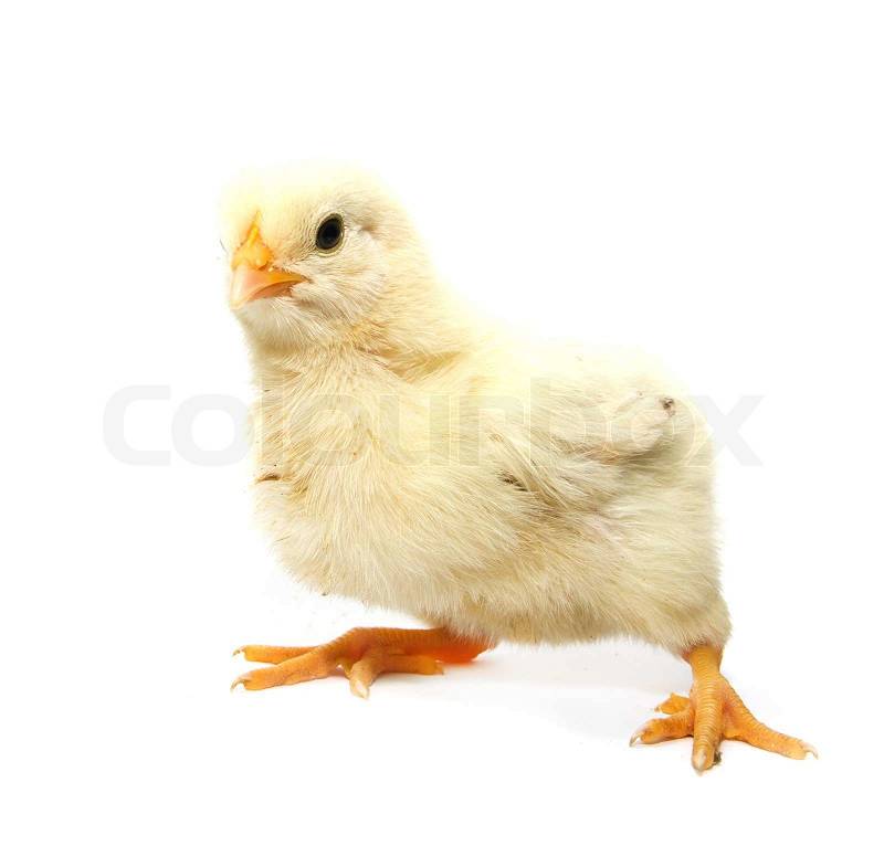 4265204-41782-a-little-chicken-on-a-white-background.jpg