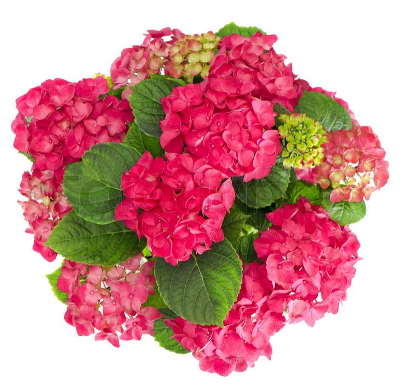 Fresh Flower Bouquet on Stock Image Of  Beautiful Fresh Hortensia Flowers Bouquet