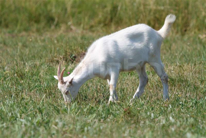 4438122-79244-a-goat-grazing.jpg