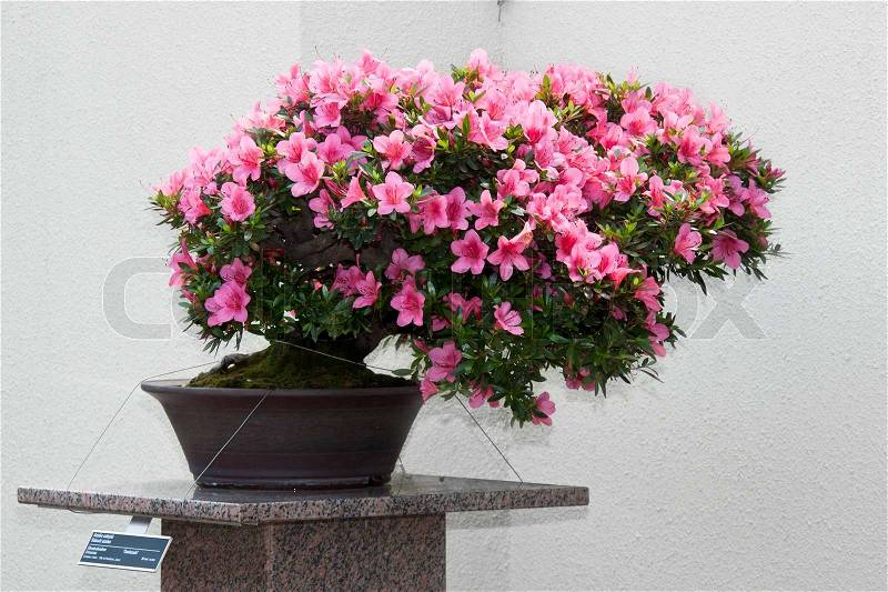 Satsuki Bonsai on Stock Image Of  Satsuki Azalea Bonsai In Flowering Boom