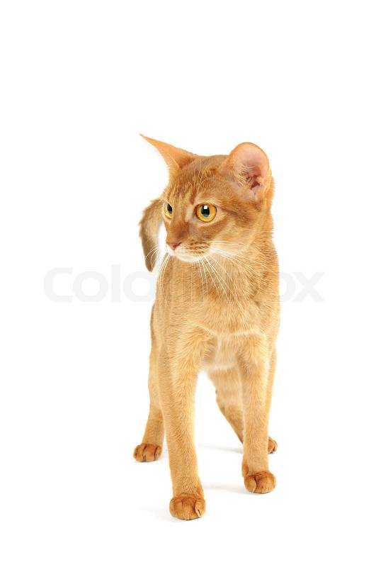 Stock image of &#39;Abyssinian cat