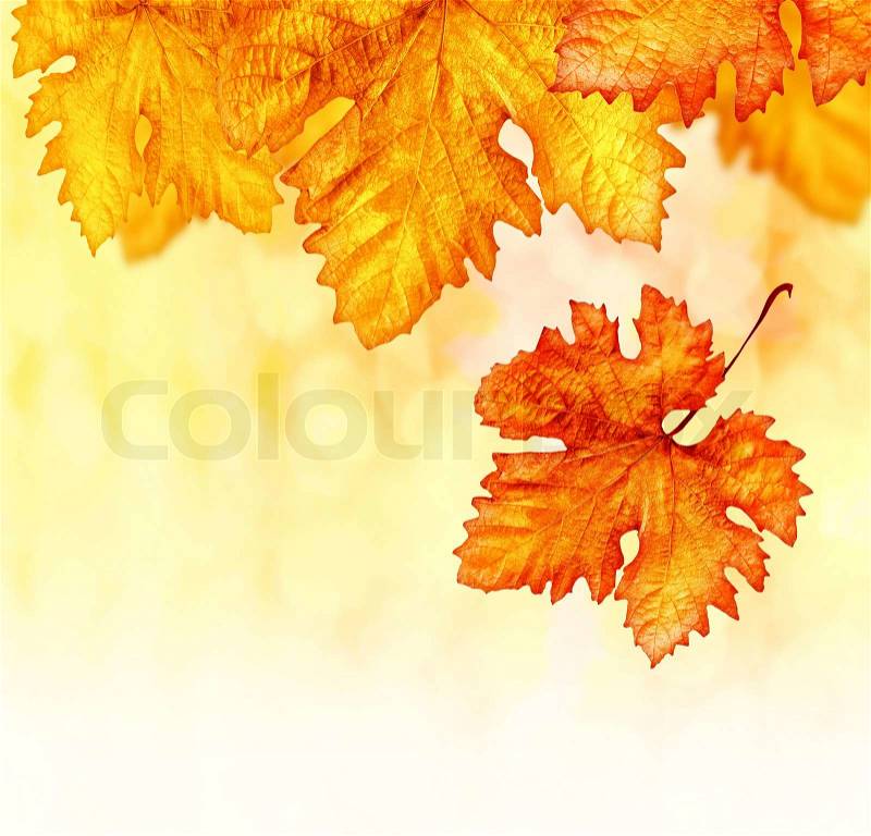 Textured Wallpaper on In October  Autumn Seasonal Concept  Brown Flora Textured Wallpaper