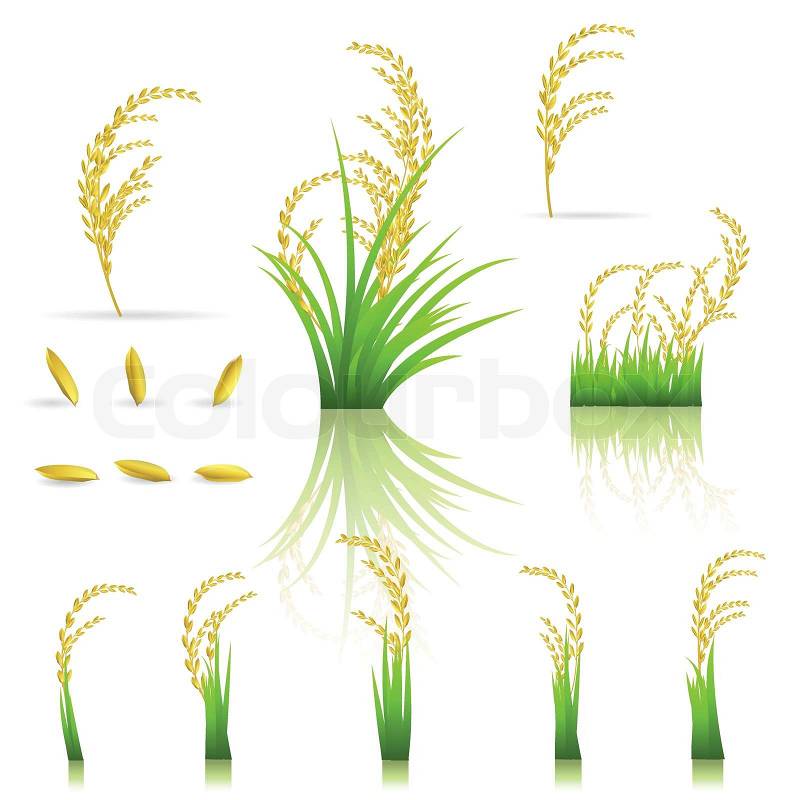 rice plant clipart - photo #46