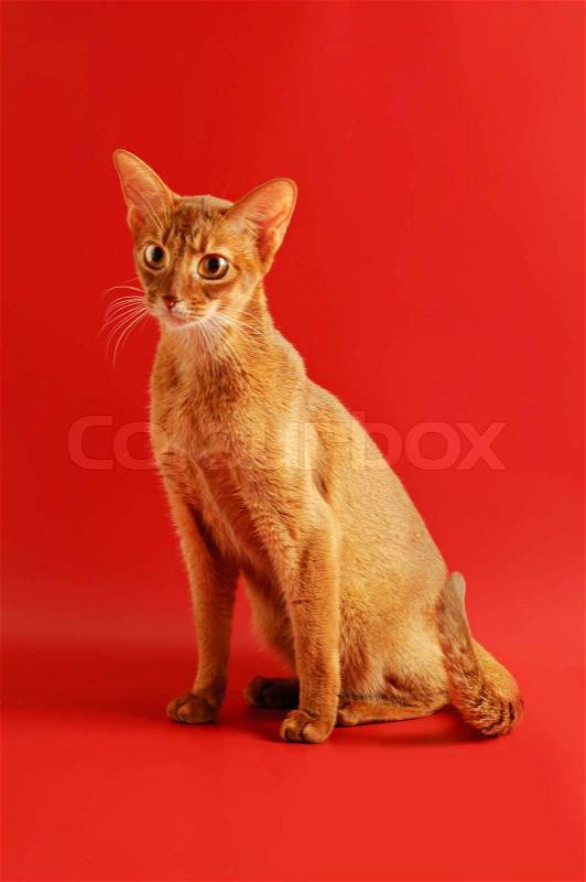 Stock image of &#39;Abyssinian cat