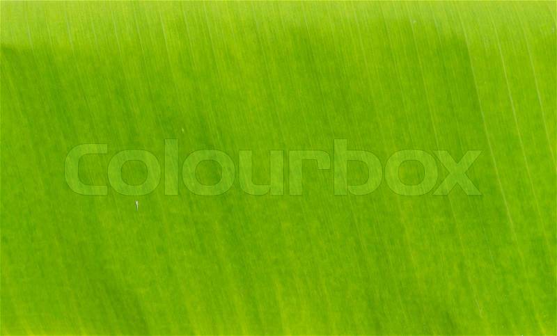 Close up of banana leaf texture, background, stock photo