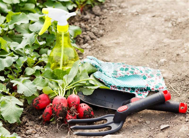 A bunch of gardening tools and radish harvest after work, stock photo