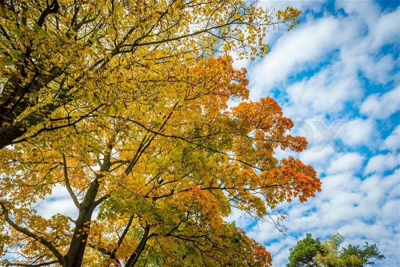 Trees with colored leaves in autumn with blue sky and white clouds, stock photo
