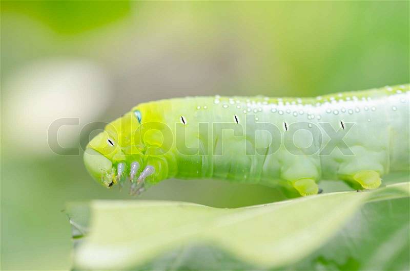 Green worm and leaf in the nature or in the garden, stock photo