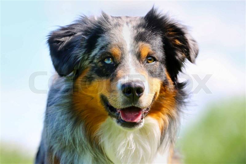 Shot of purebred dog. Taken outside on a sunny summer day, stock photo