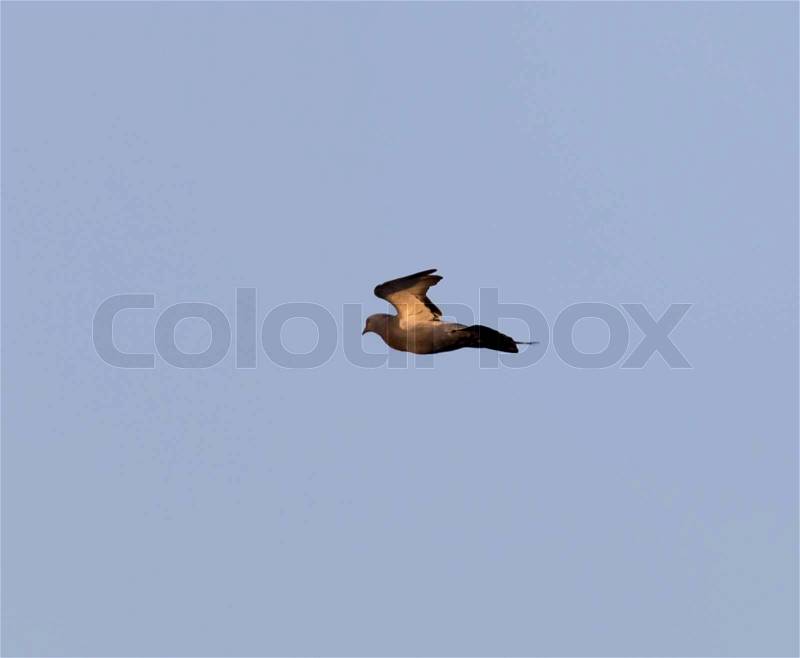 A bird in the blue sky, stock photo