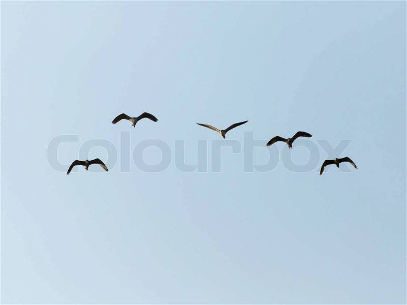 A flock of birds in the blue sky, stock photo