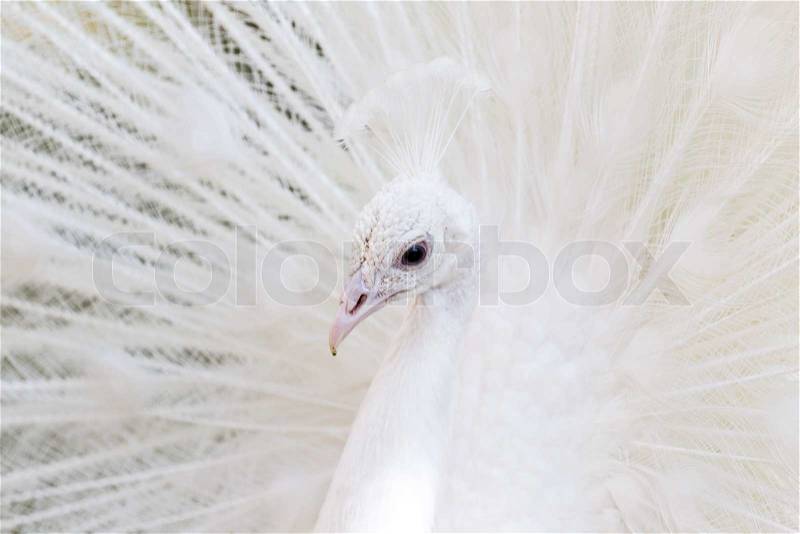 Beautiful white peacock with feathers out, stock photo
